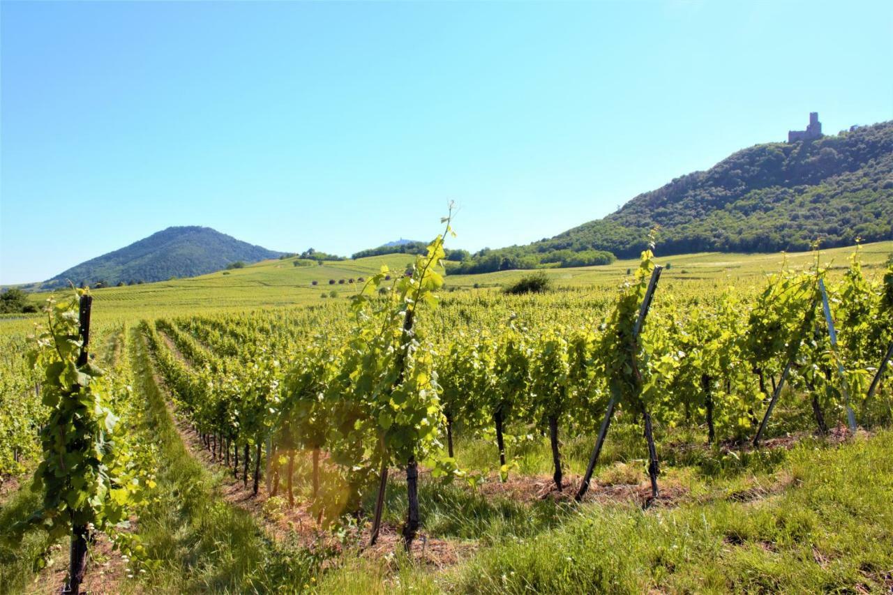 Appartamento La Halte Des Vignes - Route Des Vins D'Alsace Scherwiller Esterno foto